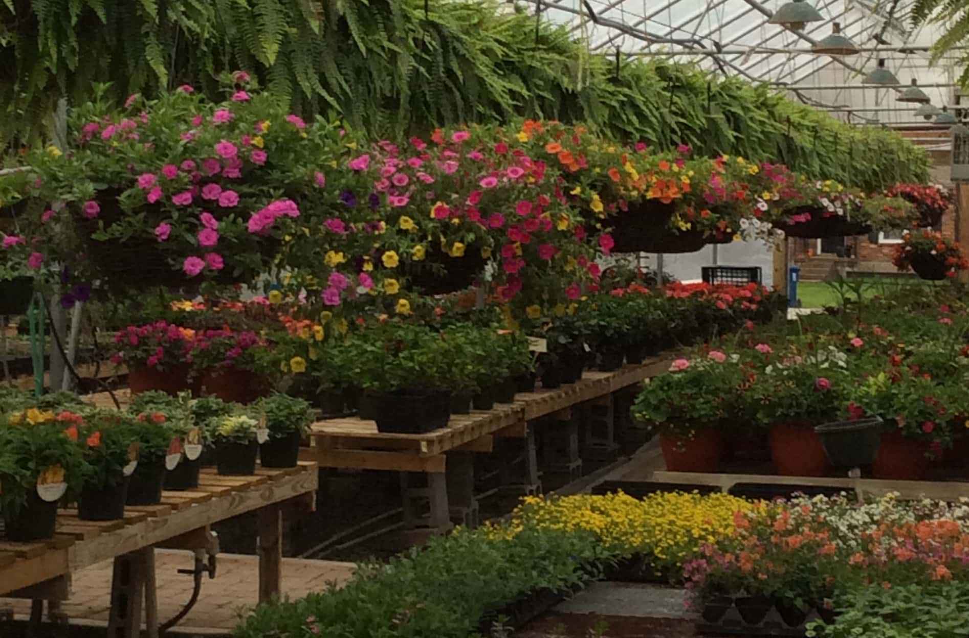 Greenhouse La Grange Kentucky Goodwin Greenhouse