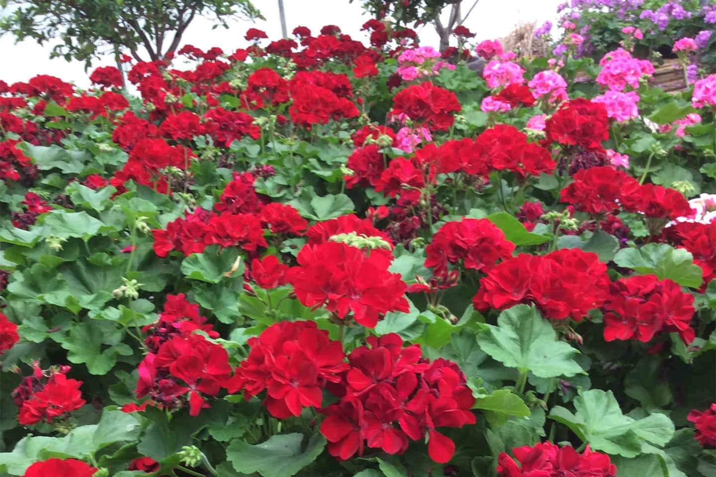 Greenhouse La Grange Kentucky Goodwin Greenhouse