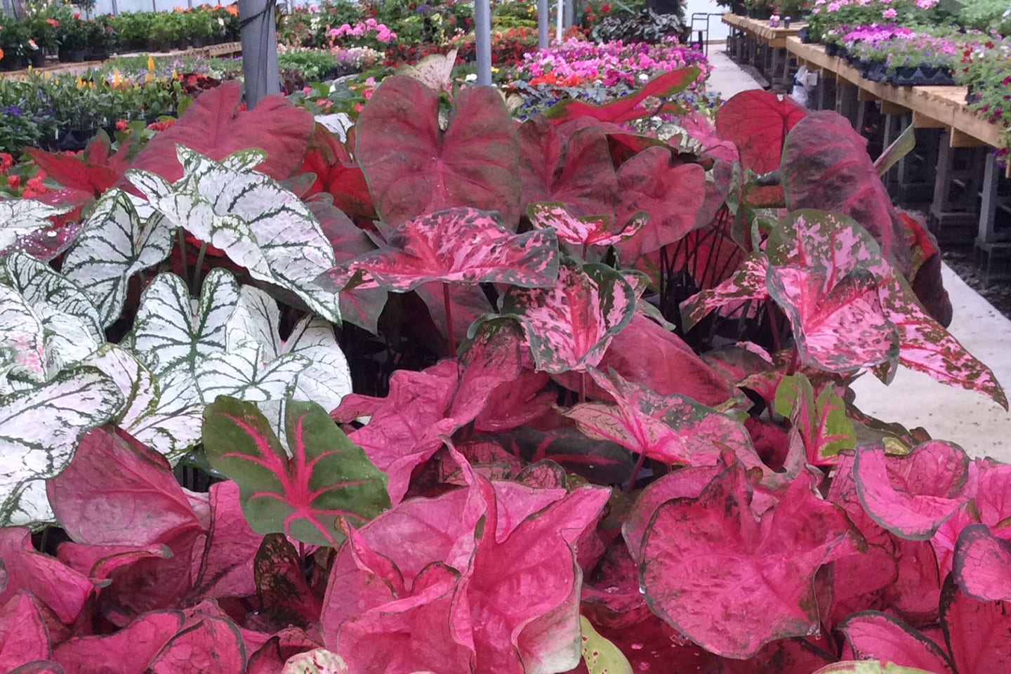 Greenhouse La Grange Kentucky Goodwin Greenhouse