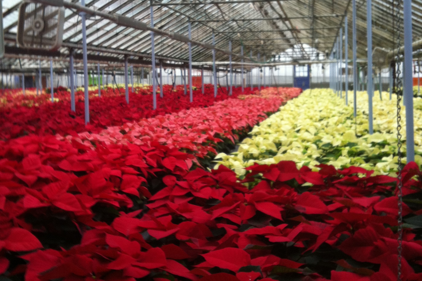 Greenhouse La Grange Kentucky Goodwin Greenhouse