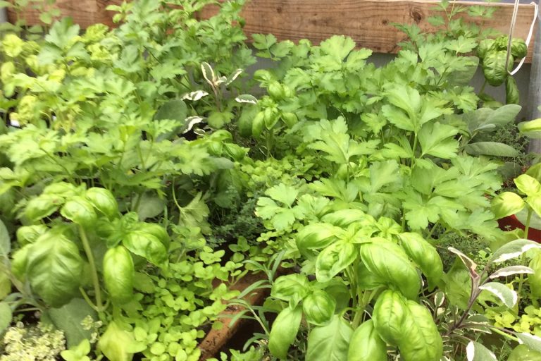 Greenhouse La Grange Kentucky Goodwin Greenhouse