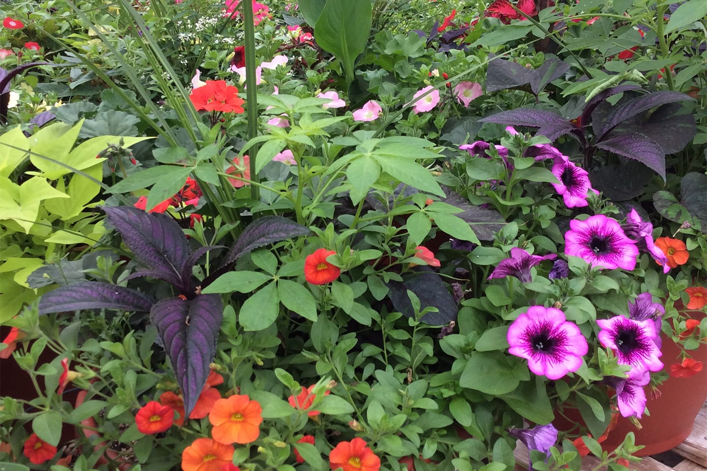 Greenhouse La Grange Kentucky Goodwin Greenhouse
